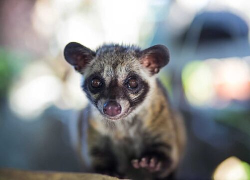 Celebrating the World’s First World Civet Day: Shining a Light on the Plight of Civet Coffee Production